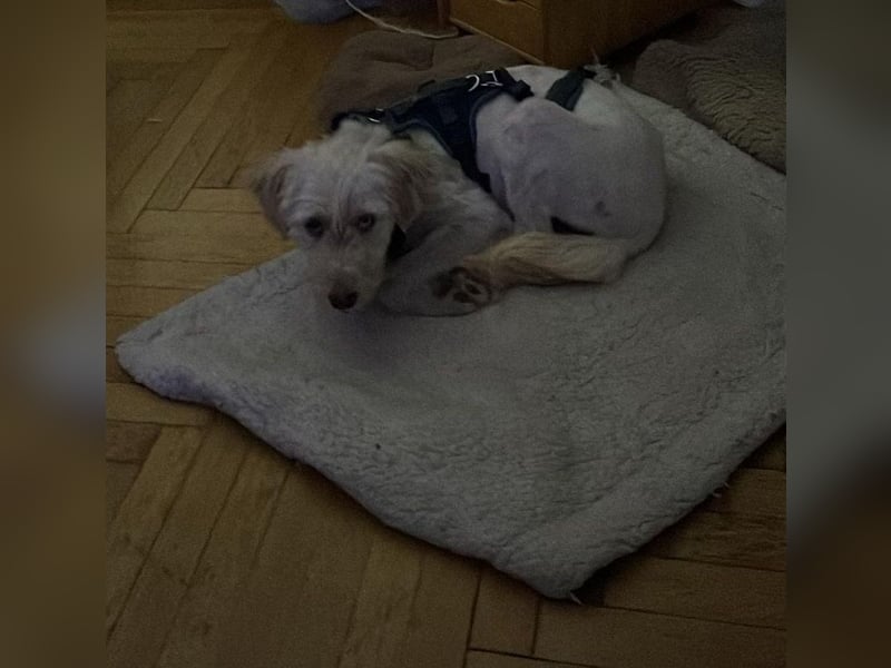 LUMA, gerettete Seele, 1 Jahr, 40 cm, Mischling, Tierschutz, Pflegestelle 40223