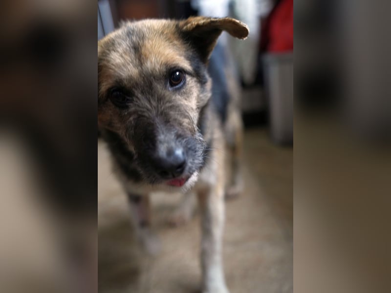 ⭐️OLIVIA⭐️, entspannte Hündin, 2 Jahre, 50 cm, Mischling, Tierschutz Rumänien