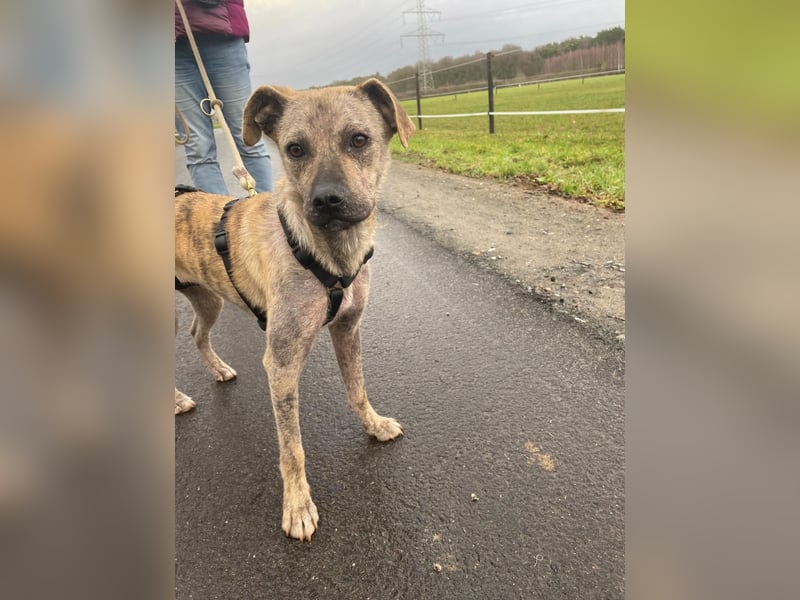 LIV, pure Liebe, 1 Jahr, 40 cm, Mischlingsmädchen, Tierschutz Rumänien, Pflegestelle 46359