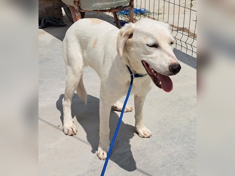 Labrador Mix Bruce möchte Rumänien schnell verlassen