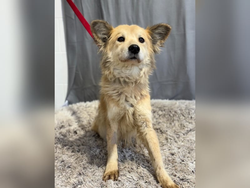 wunderschöne Levendula wartet auf Dich