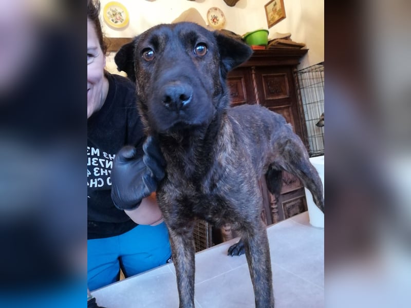 ⭐️ZANA⭐️, Herzensbrecherin, Hündin, 7 Jahre, 45 cm, Mischling, Tierschutz