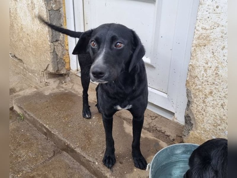 Steffi - eine tolle Hündin sucht warmes Zuhause!