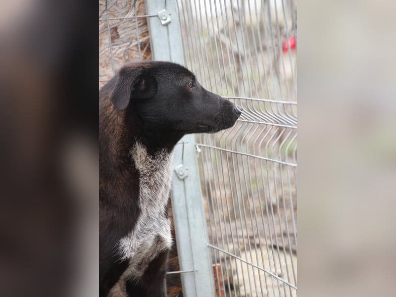 ⭐️SMOKY⭐️, sportlicher Rüde, 1 Jahr, 46 cm, Mischling, Tierschutz
