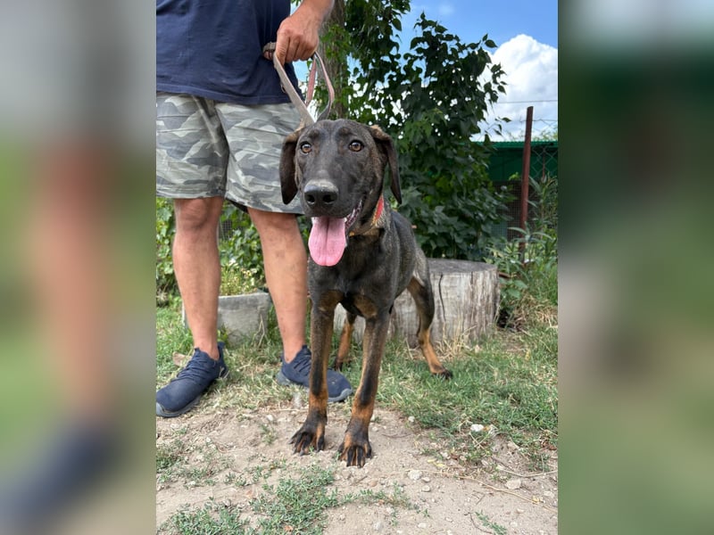 Valentino sucht sein Glück