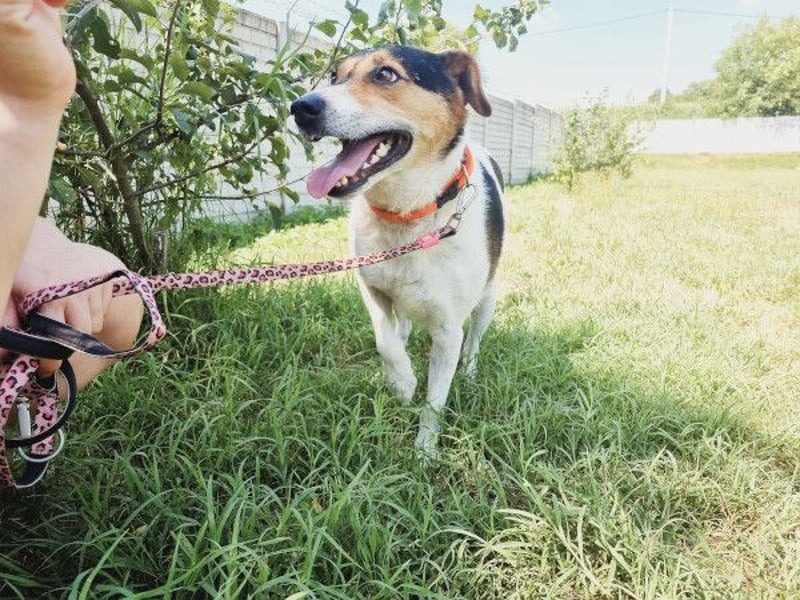Pepper - wann bekommt er seine Chance?