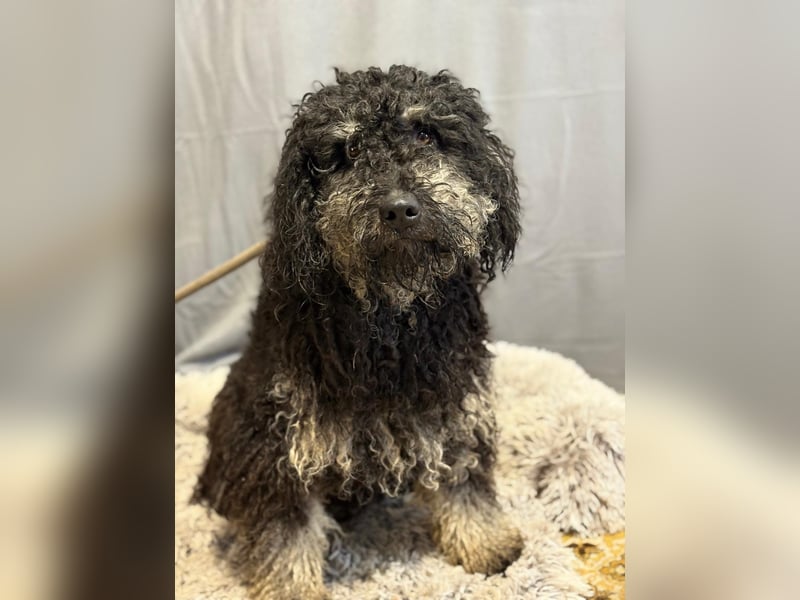 Samu sucht seine Menschen