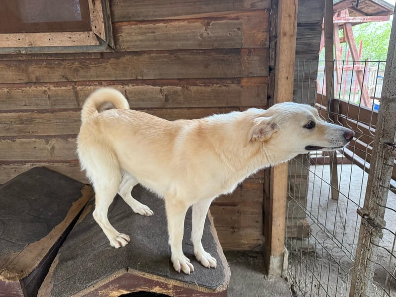 Junge Hündin Joyce stellt sich vor