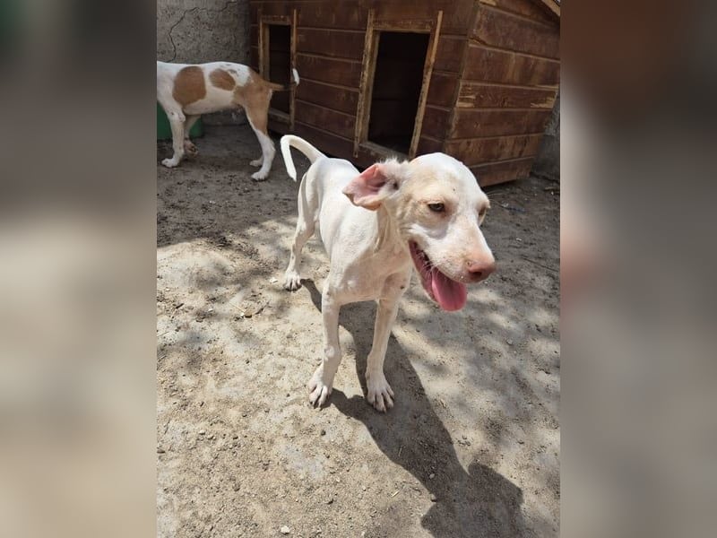 ⭐️KETURA⭐️, gut gelaunte Hündin, 8 Monate, im Wachstum, Mischling, Tierschutz