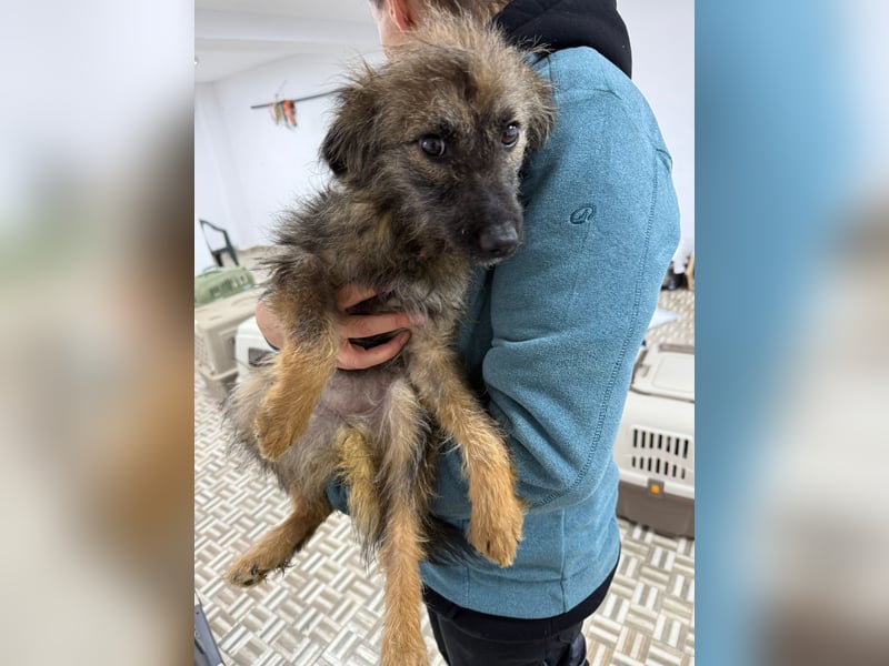 ⭐️Hearty⭐️, Herzensbrecherin, Hündin, 11 Monate, 38 cm, Mischling, Tierschutz