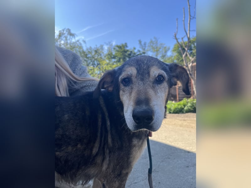 Akela möchte noch einmal Glück und Geborgenheit erleben