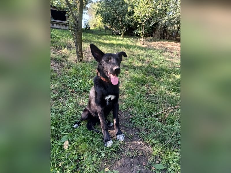 Blacky Tietschutzhund sucht ein Zuhause