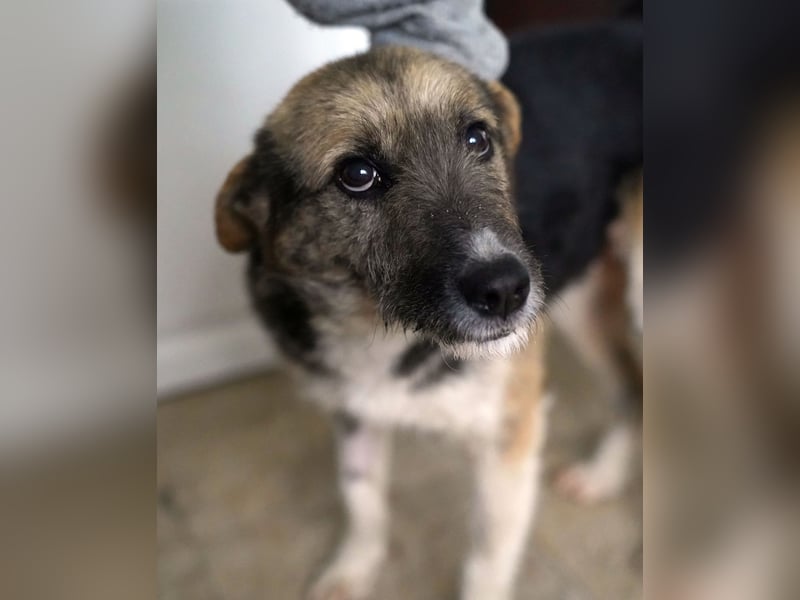 ⭐️OLIVIA⭐️, entspannte Hündin, 2 Jahre, 50 cm, Mischling, Tierschutz Rumänien