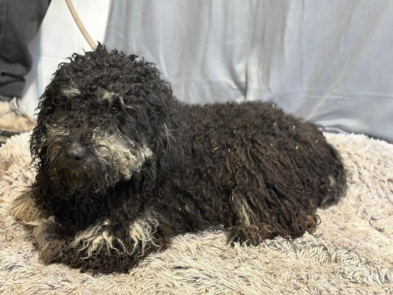 Samu möchte dir sein Herz schenken