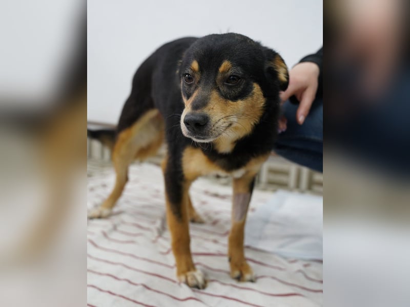 ⭐️NUTELLA⭐️ kuschelige Hündin, 2 Jahre, ca. 45 cm, Mischling, Tierschutz Rumänien
