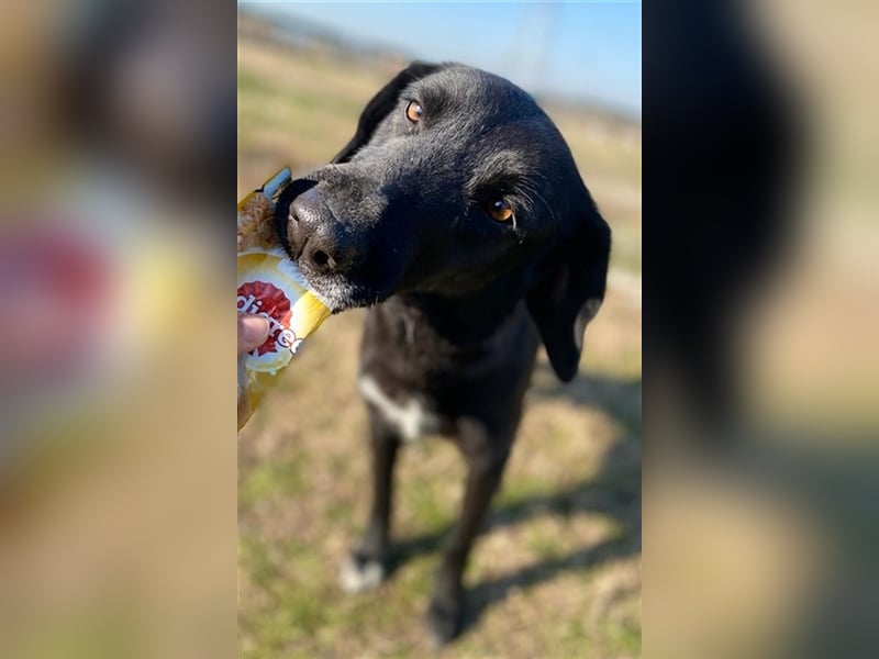 Africa, geb. ca. 01/2019, lebt in GRIECHENLAND, im städt. Tierheim Serres