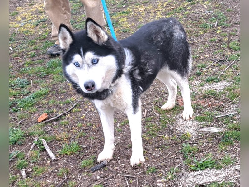 Huskyherz sucht Menschen, die ihre Sprache sprechen