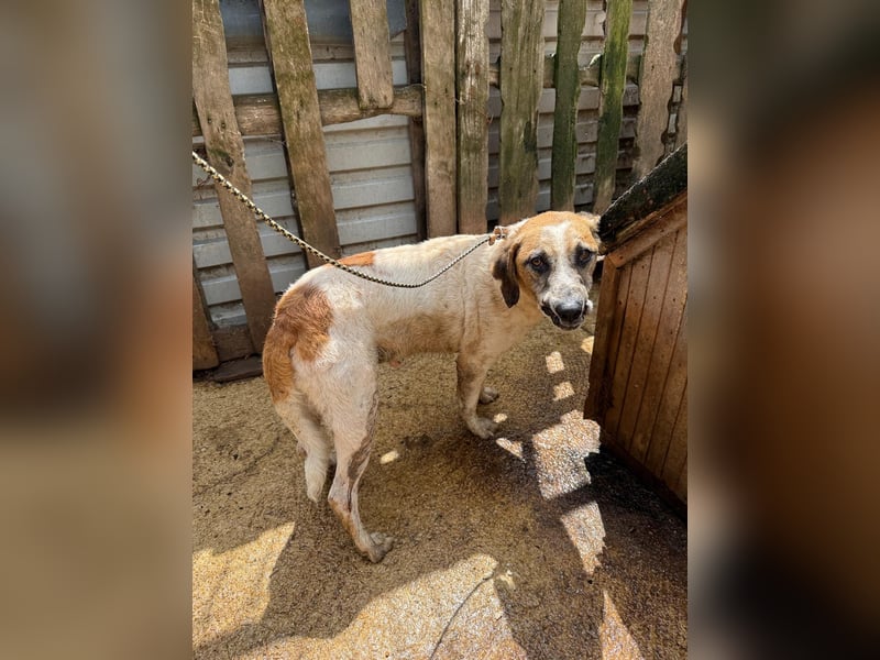 Bounty sucht ein zu Hause