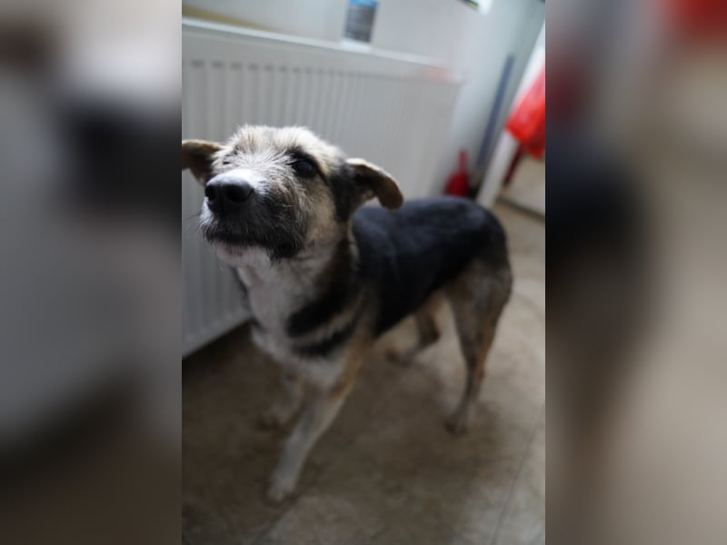 ⭐️OLIVIA⭐️, entspannte Hündin, 2 Jahre, 50 cm, Mischling, Tierschutz Rumänien