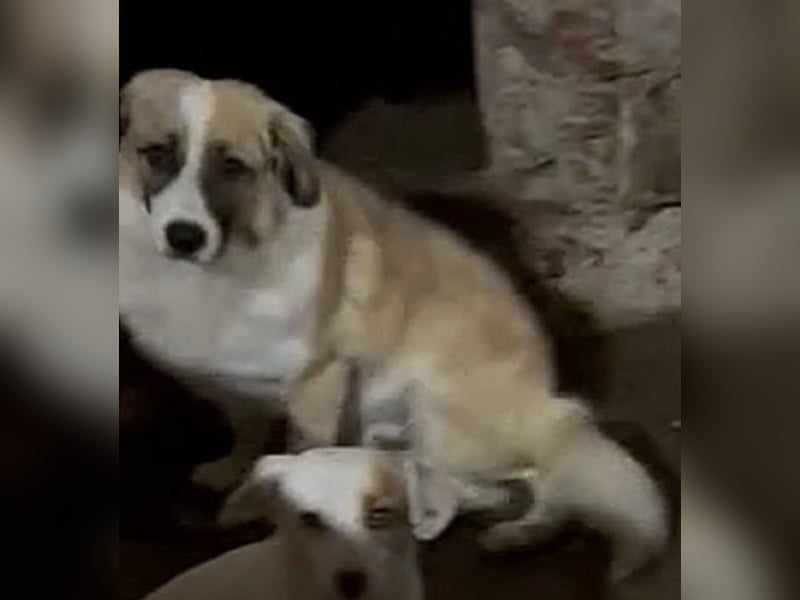 ⭐️FRIDOLIN⭐️, Rüde, 1,5 Jahre, 37 cm, Mischling, Tierschutz