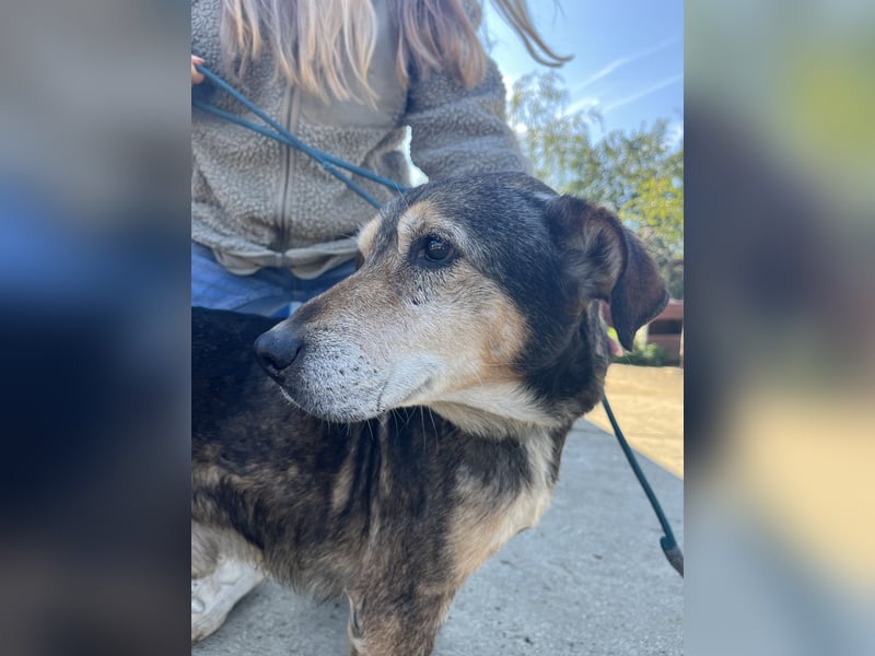 Akela möchte noch einmal Glück und Geborgenheit erleben