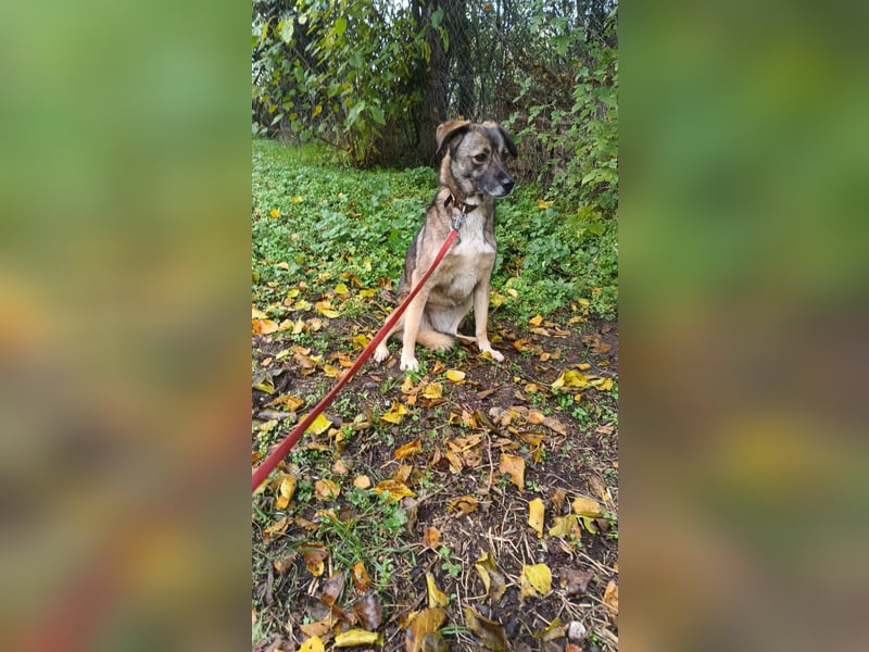 Kara Tierschutzhund sucht ein Zuhause