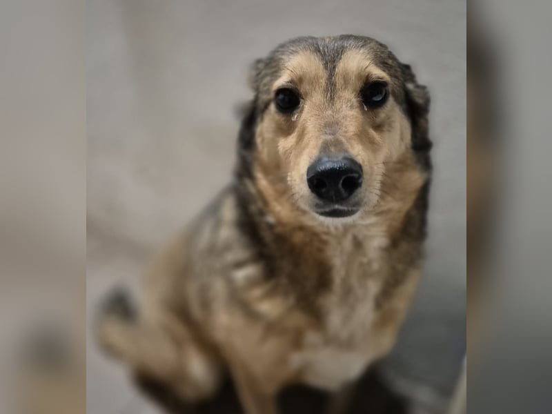 Hündin 028413 stellt sich vor