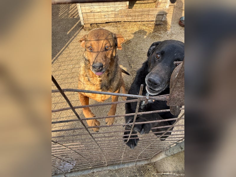 Férko möchte zeigen, was in ihm steckt