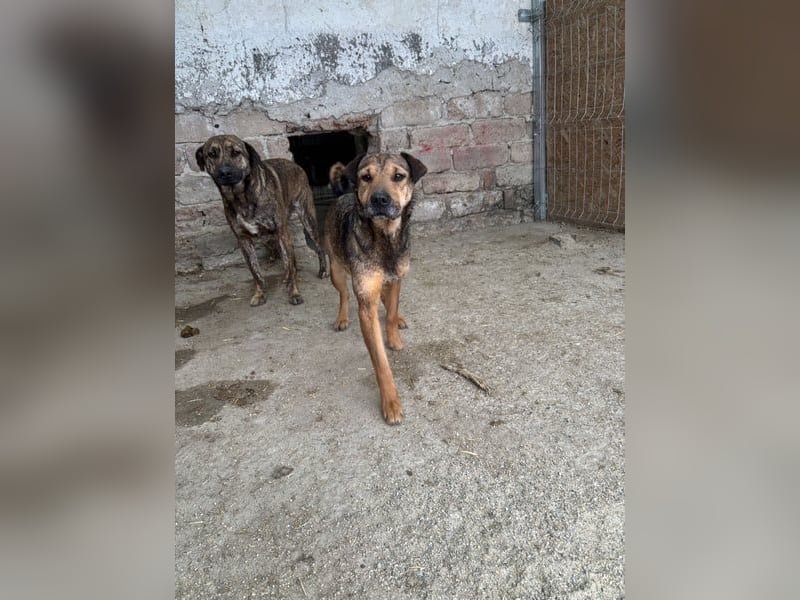 ⭐️ZITA⭐️, treue Seele, 4 Jahre, ca. 40 cm, Mischling, Tierschutz