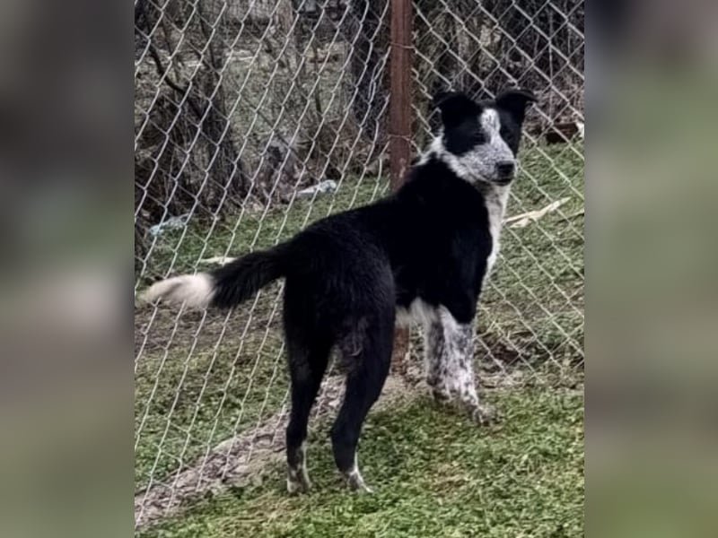 Zoro Tierschutzhund sucht ein Zuhause