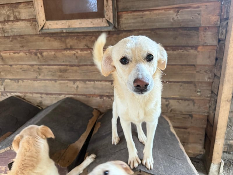 Junge Hündin Joyce stellt sich vor