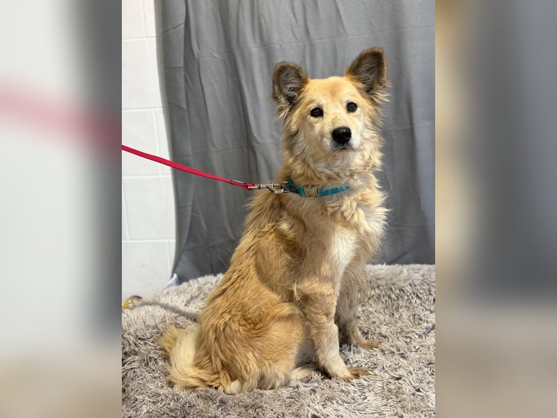 wunderschöne Levendula wartet auf Dich