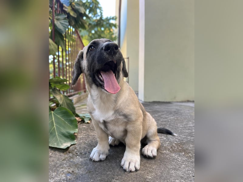 Birdie aus unserem Vogel Wurf wartet in Portugal auf dich!