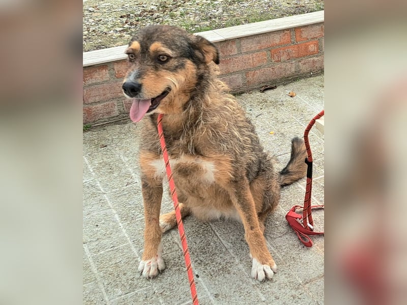 Gina lebt seit 5 Jahren in einem Rumänischen Tierheim.....