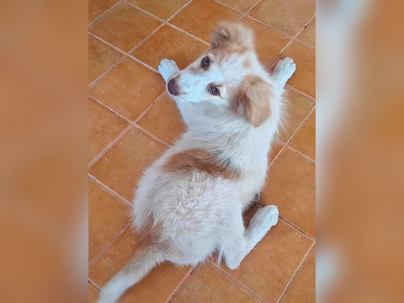 Die kleine Yuka sucht ihr Glück