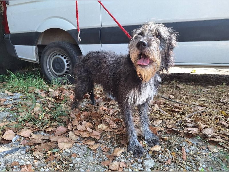 Hündin 080918 stellt sich vor