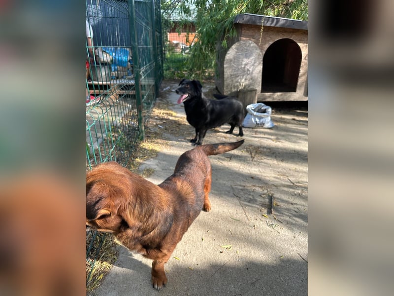 ⭐️TITA⭐️, liebevolle Hunde-Lady, 10 Jahre, 42 cm, Mischling, Tierschutz Rumänien