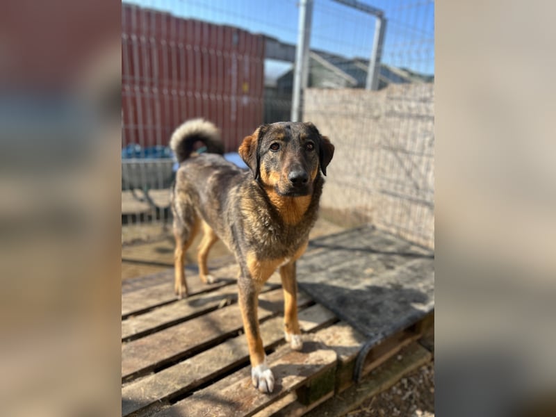 AMY, liebes Leckermäulchen, 2 Jahre, 45 cm, Mischling, Tierschutz Rumänien