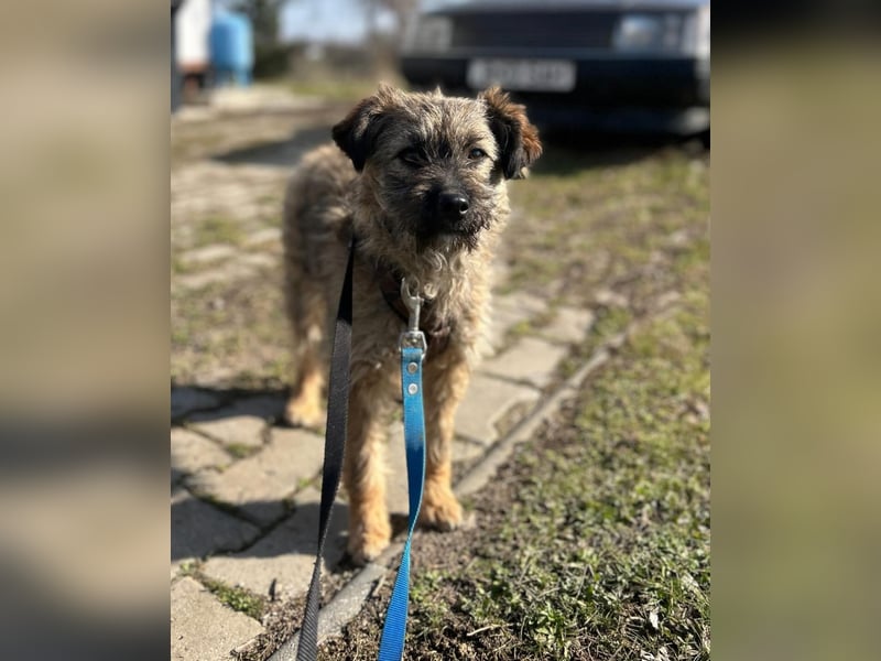 HEARTY, zuckersüßes Spielkind, 1 Jahr, 41 cm, Mischlingsmädchen, Tierschutz Rumänien