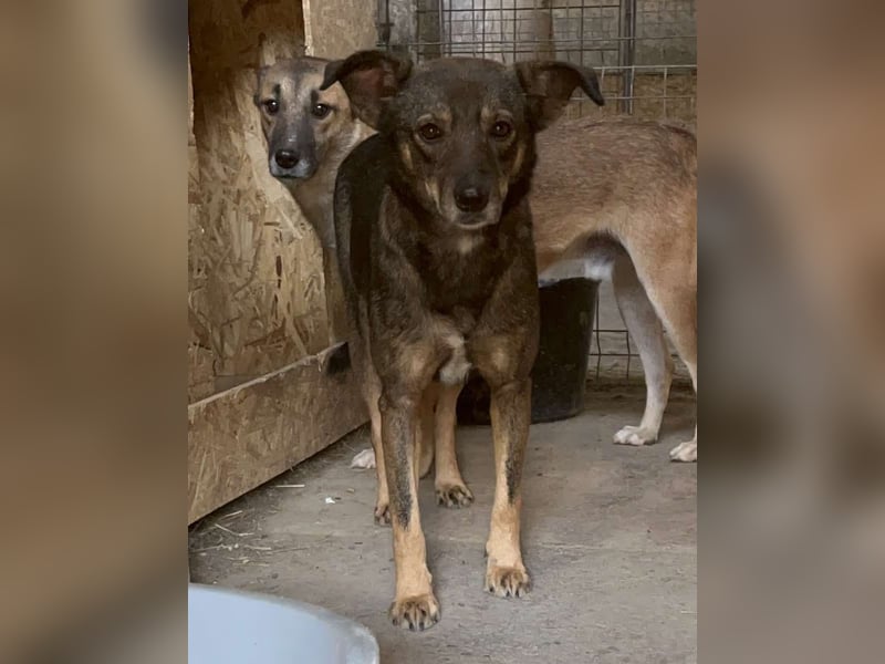 ⭐️FIONA⭐️, Hündin, 4 Jahre, 44 cm, Mischling, Tierschutz