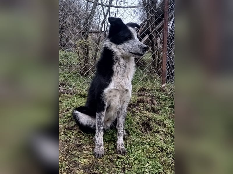 Zoro Tierschutzhund sucht ein Zuhause