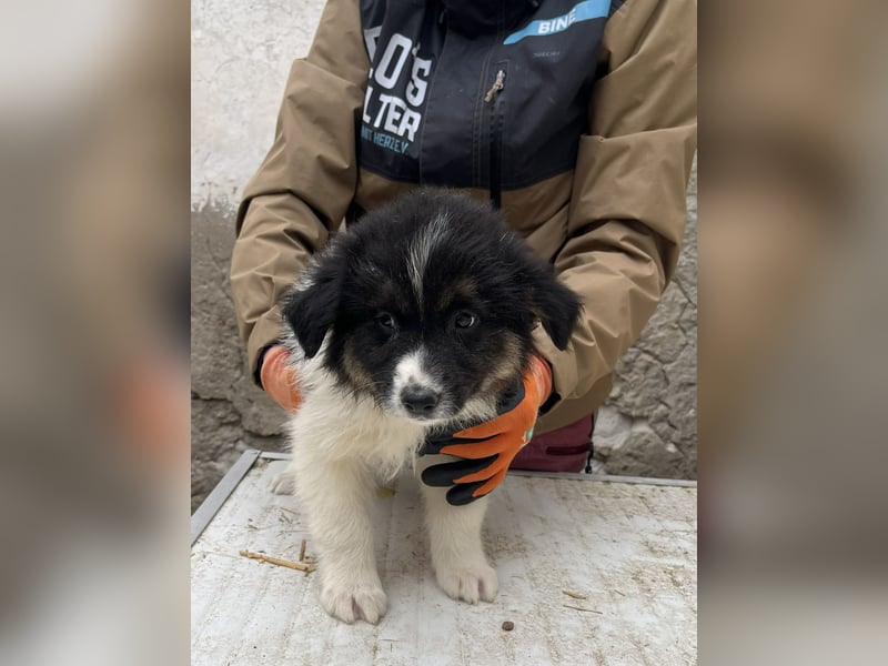 SARINA, Schmuse-Welpin, 3 Monate, 28 cm, Mischlingsmädchen, Tierschutz Rumänien