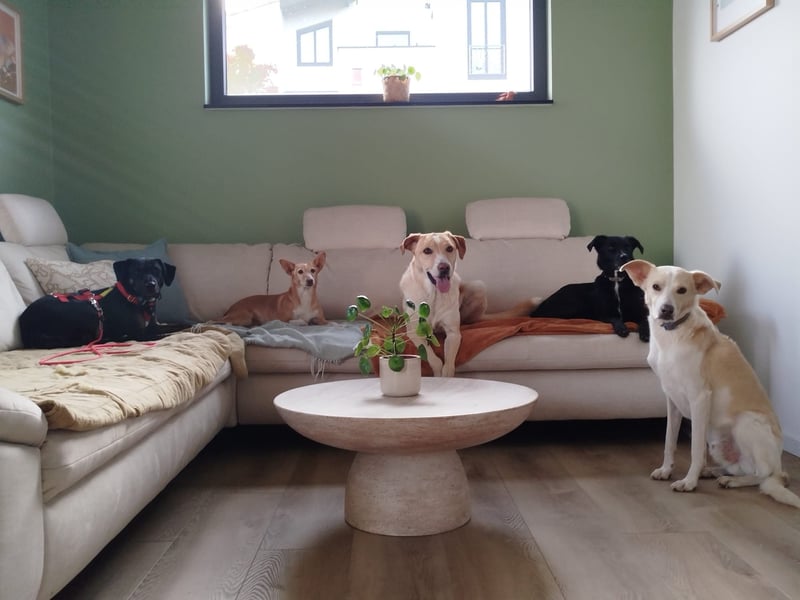 Aktive Pflegehündin Pina wartet in 52385 Nideggen auf ihr Happy End!