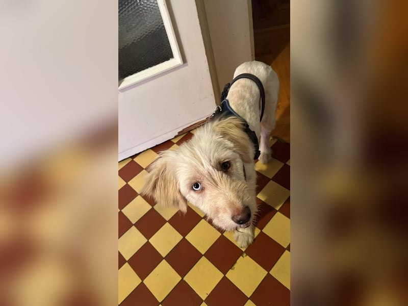 LUMA, gerettete Seele, 1 Jahr, 40 cm, Mischling, Tierschutz, Pflegestelle 40223