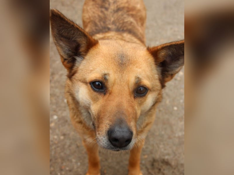 ⭐️FARINA⭐️, Hündin, 4,5 Jahre, 47 cm, Mischling, Tierschutz