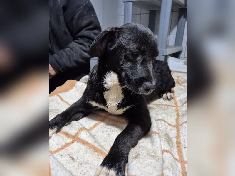 Welpenrüde 175617 sucht sein eigenes Körbchen