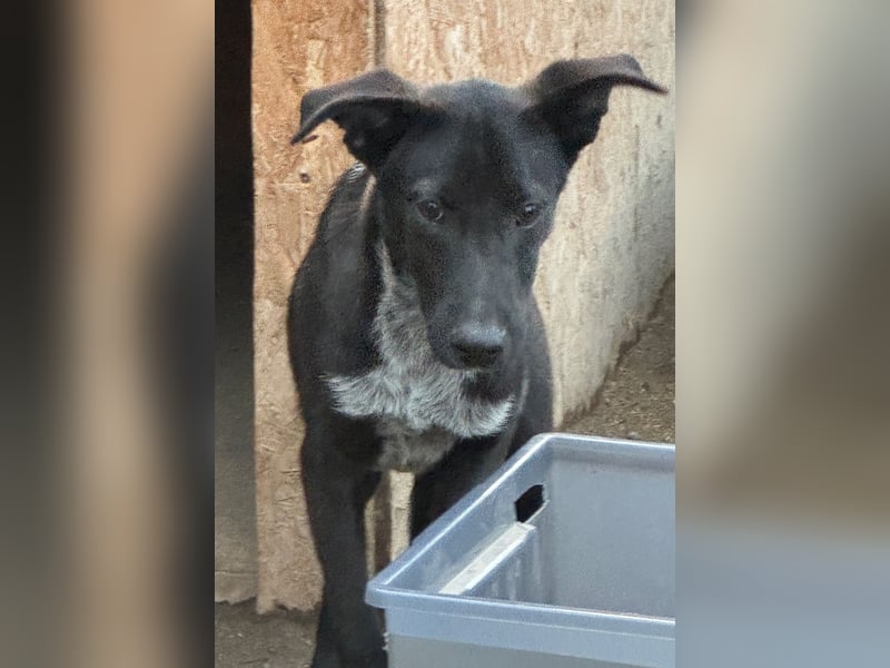 ⭐️SMOKY⭐️, sportlicher Rüde, 1 Jahr, 46 cm, Mischling, Tierschutz