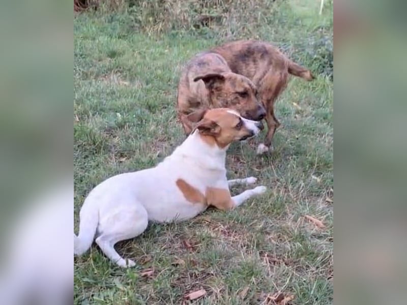 Jessy 50cm, möchte Rumänien schnell verlassen