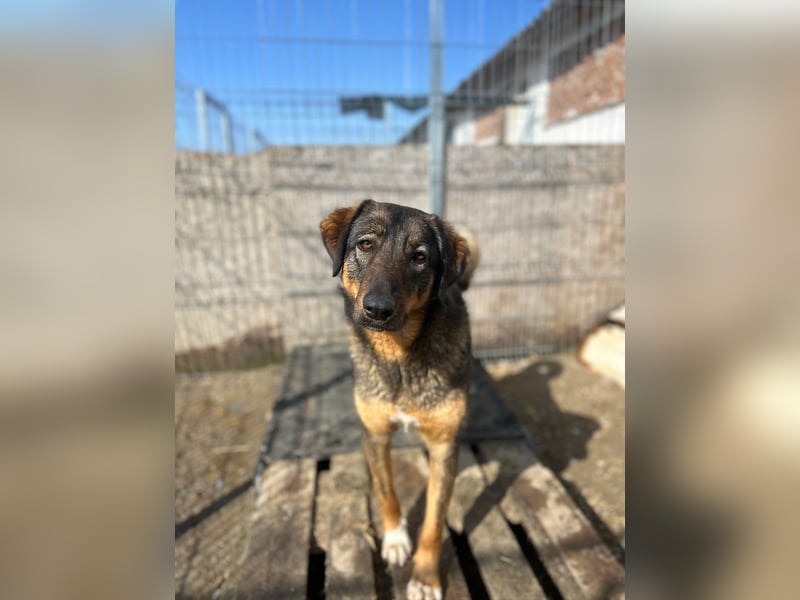 AMY, liebes Leckermäulchen, 2 Jahre, 45 cm, Mischling, Tierschutz Rumänien