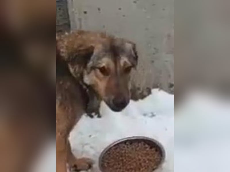 ⭐️MURMEL⭐️, liebenswerter Rüde, 1 Jahr, 50 cm, Mischling, Tierschutz Rumänien